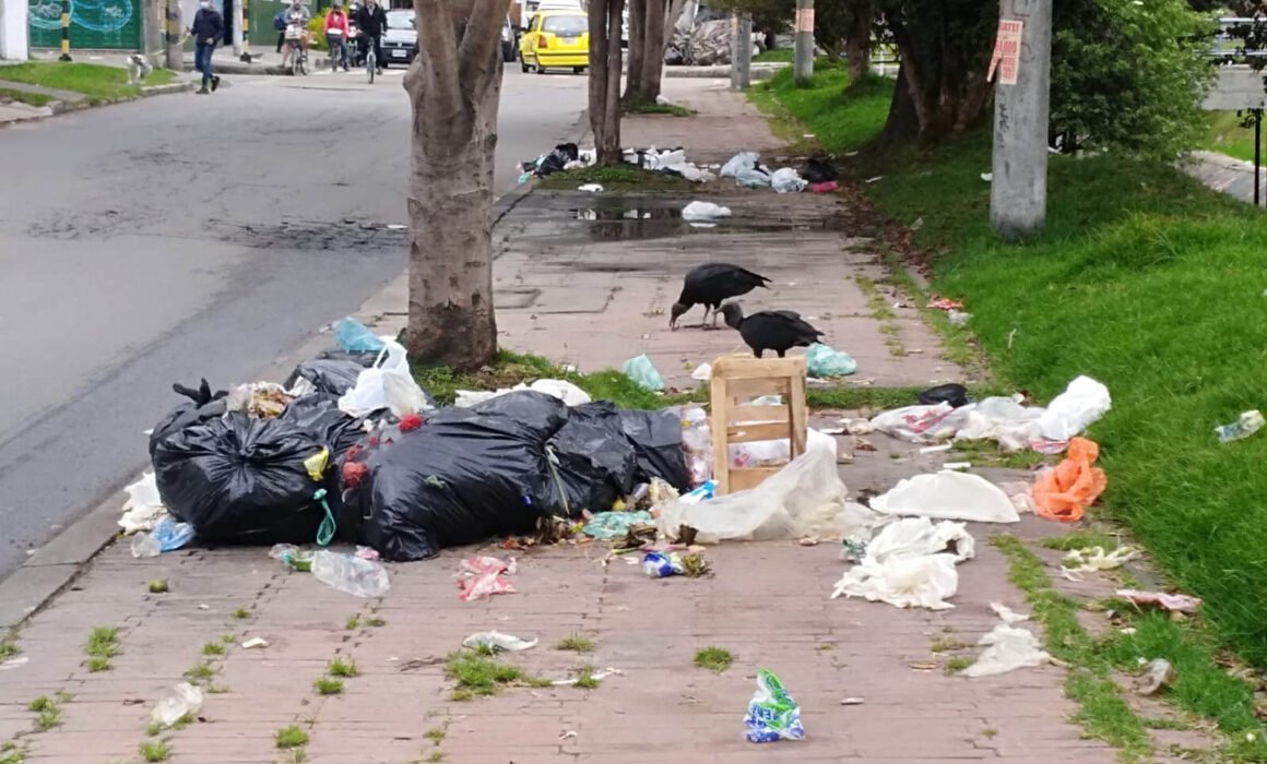 Gallinazo con bolsas de basuras abierta