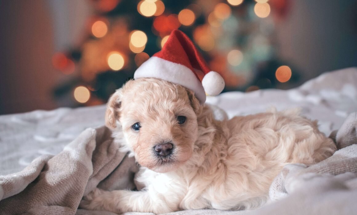 perrito sobre cama con arbol de navidad al fondo desenfocado